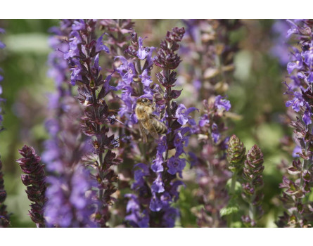 Steppensalbei (Salvia nemorosa)