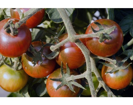 Tomate, Black Cherry