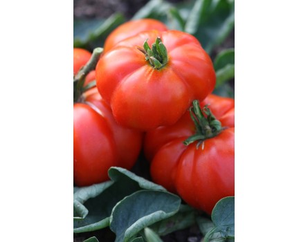 Tomate, Costoluto Genovese