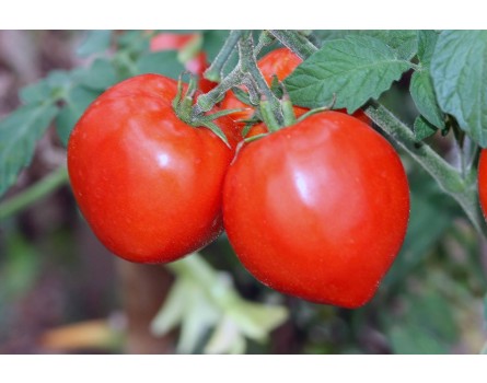 Tomate, Phytoresista