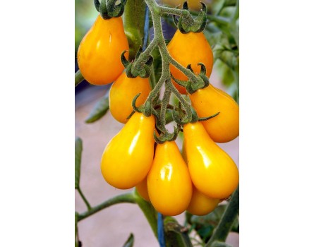 Tomate, Yellow pearshaped