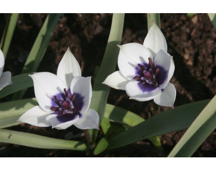 Tulipa humilis 'Alba Coerulea Oculata'