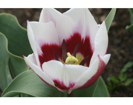 Tulipa 'Lac van Rijn' (Historische Tulpe 'Lac van Rijn')
