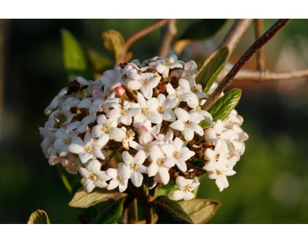Oster-Duftschneeballs (Viburnum x burkwoodii)