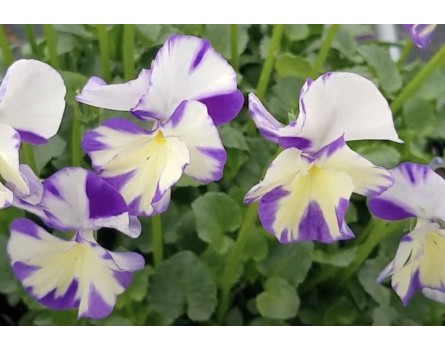 Duft-Hornveilchen 'Rebecca' (Viola cornuta 'Rebecca')