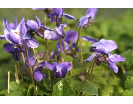 Duftveilchen (Viola odorata)