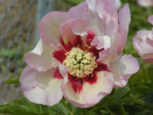 Pastel Splendor Pfingstrose