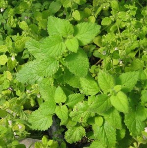 Zitronenmelisse (Melissa officinalis)
