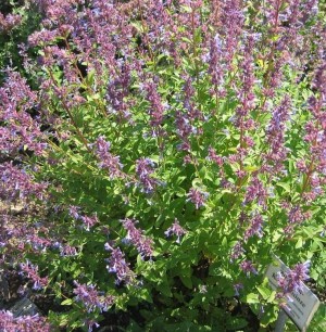 Zitronen-Katzenminze (Nepeta cataria var. citriodora)