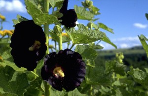 Schwarze Stockrose (Alcea rosea var. nigra)