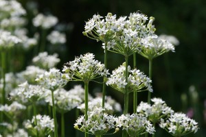 Allium tuberosum (Schnittknoblauch)
