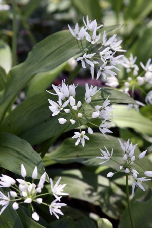 Bärlauch (Allium ursinum)