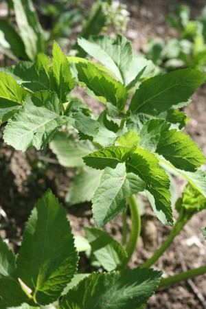 Engelwurz (Angelica archangelica)