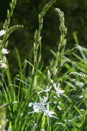 Traubige Graslilie (Anthericum liliago)