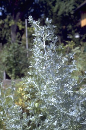 Wermut (Artemisia absinthium)