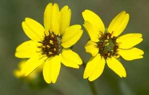Schokoladenblume (Berlandiera lyriata)