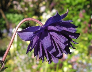 Aquilegia vulgaris var. stellata „Blue Barlow“ (Akelei „Blue Barlow”)