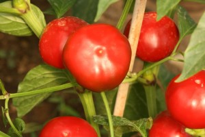 Chili 'Cherry Bomb' (Bio-Saatgut)