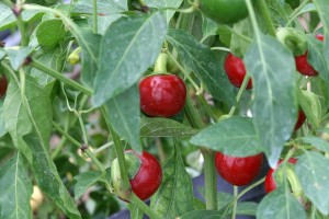 Chili Ungarische Scharfe (Capsicum annuum)