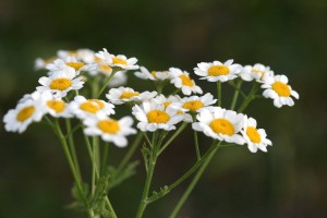 Mutterkraut (Chrysanthemum parthenium)