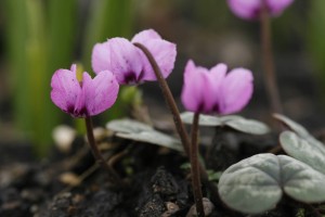 Cyclamen coum (Frühlings-Alpenveilchen)