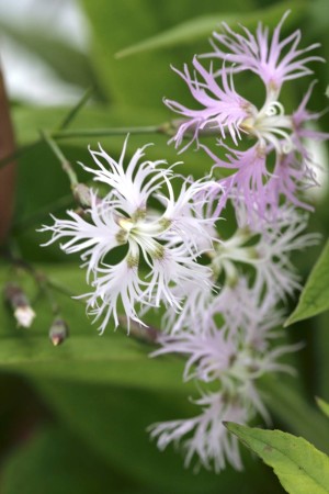 Prachtnelke (Dianthus superbus)