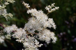 Mädesüß (Filipendula ulmaria)