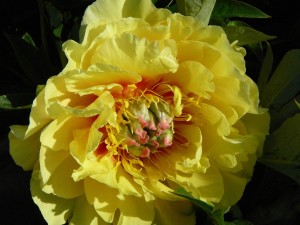 Garden Treasure Pfingstrose