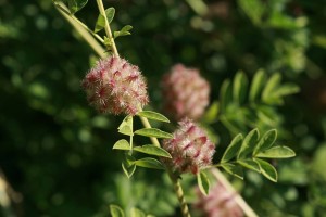 Süßholz (Glycyrrhiza glabra)