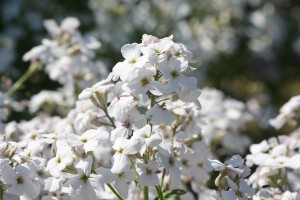 Nachtviole (Hesperis matronalis)