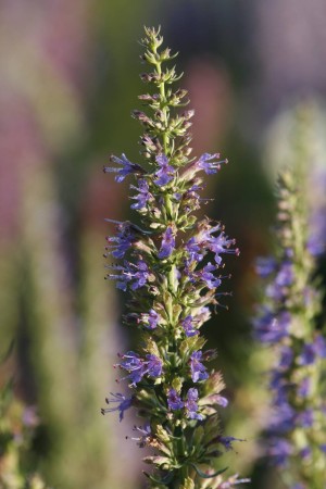 Hyssopus officinalis 'Hohentwiel' (Ysop-Auslese 'Hohentwiel')