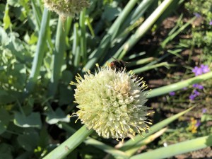 Winterheckenzwiebel (Allium fistulosum)