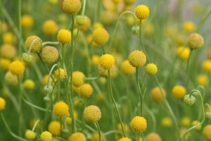 Gummibärchen-Blume (Cephalophora aromatica)
