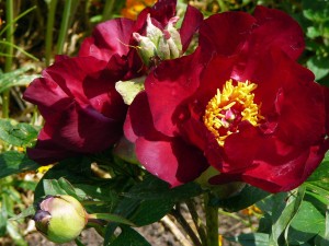 Intersektionelle Hybriden Scarlett Heaven