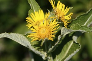 Echter Alant (Inula helenium)
