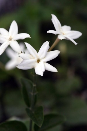 Jasminum sambac (Arabischer Jasmin)