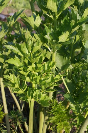 Levisticum officinale (Liebstöckel (Saatgut))