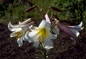 Königslilie (Lilium regale)