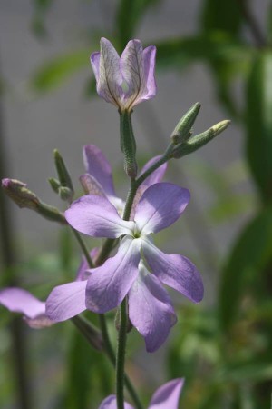 Gemshorn (Matthiola bicornis)