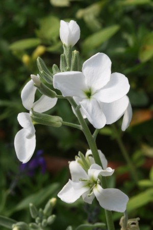 Matthiola incana 'Zagreb' (Levkoje)