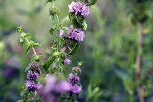 Poleiminze (Mentha pulegium)