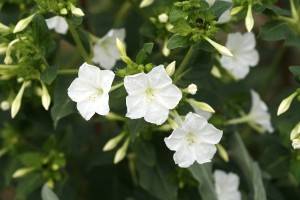 Wunderblume (Bio-Saatgut)