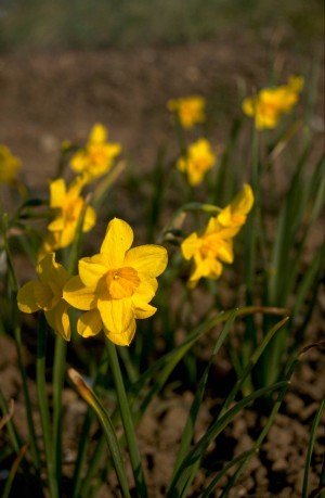 Trevithian, Jonquille (Narcissus jonquilla)