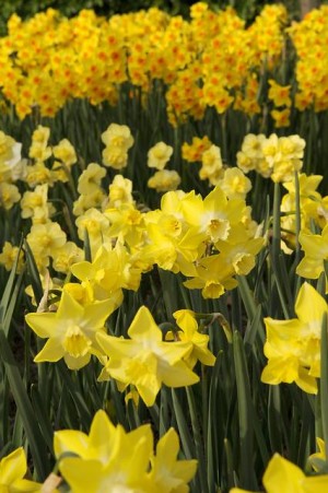 Narcissus jonquilla 'Pipit'