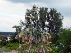 Bulgarischer Lauch (Nectaroscordum siculum)