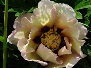 Pastel Splendor Pfingstrose