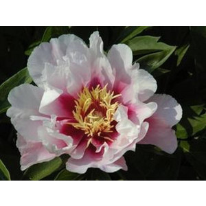 Cora Louise Pfingstrose