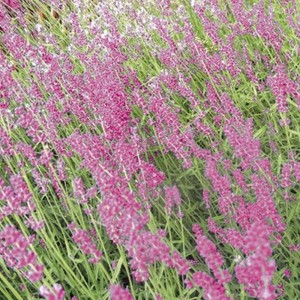 Lavendel-Sorte (Lavandula angustifolia 'Miss Katherine')