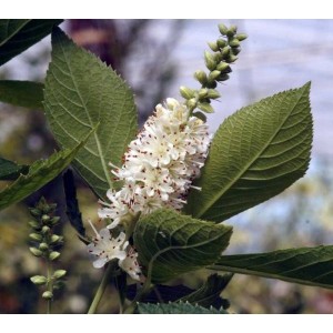 Zimt-Erle, Clethra alnifolia 