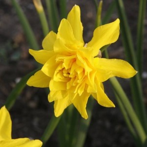 Duftnarzisse, gefüllt (Narcissus odorus regulosus 'Plenus')